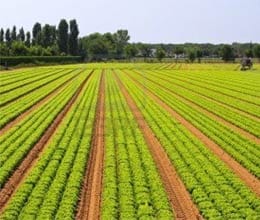 Agrticulture department to give Riper on subcidy