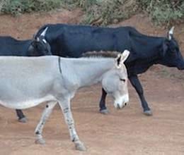 donkey meat sold as beef
