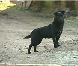 when dog saved life of little girl