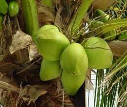 why coconut use in pooja or auspicious work 