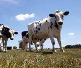 the Lord saved his life by selling seven cows