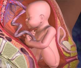 hospitals are giving attractive package secure placenta