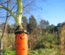wedding ring found on carrot after 16 years