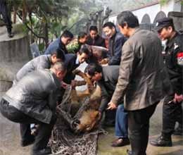 Cleaner fail to lock door and two lions escape in zoo