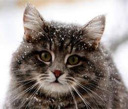 cats protection