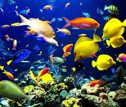 tsunami destroyed sea coral, changed behavior of organisms