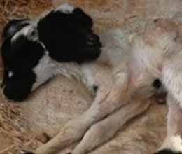 two headed lamb popular in ghana