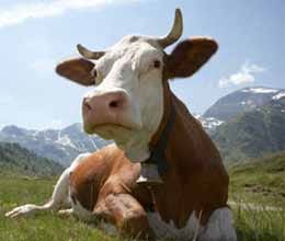 Cows really can predict the weather say scientists