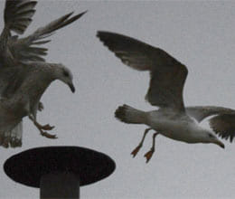 sistine seagull attract everyone