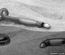 phallus shaped fossils identified as new species