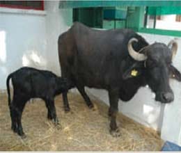 cloned buffalo gives birth to calf in karnal