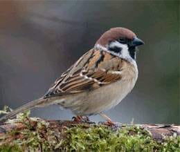 world sparrow day