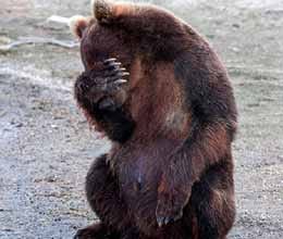 Camera shy bear makes it clear he's had enough of being snapped 