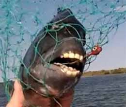fish with a human’s teeth in north america