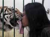 Tiger tamer who embraces her 'pet' and even gives him a kiss