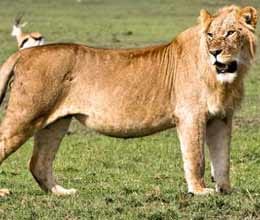 narendra modi loses fight over lions