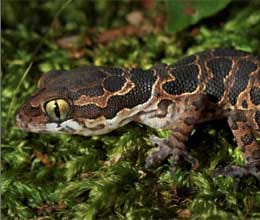 extinct lizard rediscovered after 135 years