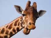 angry giraffe chased jeep in safari 