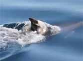 Mother Dolphin Carries Dead Calf On Dorsal Fin