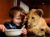 The little boy with lion cub photos show life of feelings