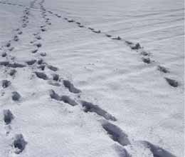 thiefs leave foot print in snow for police