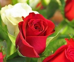 welentine week in mathura