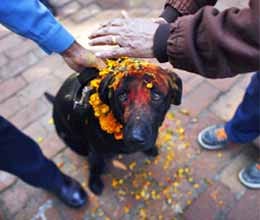 old people marriage to dog for youngness