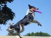 jumpy the dog does 20 stunt in you tube video