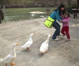 bird flu china