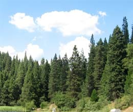 pine trees are finished in hills queen