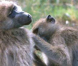 do not be surprised baboon security guards for vip