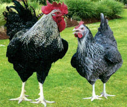 chicken penis loss