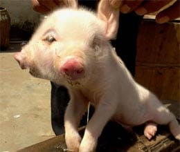 piglet fights for survival after being born with two snouts