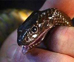most poisioned snake on the world tiapan