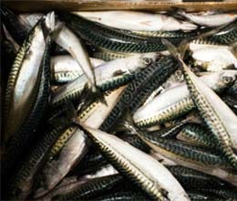 wrong packing of fish