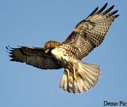  is pakistan spying in india through hawks?
