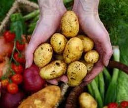 Vegetable cultivation without soil