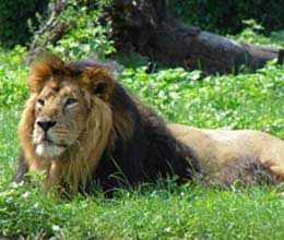 kabul business bought a extraordinary pet to show off