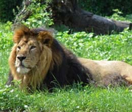 plane booked for lions