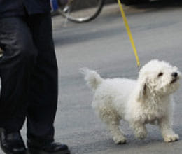 pet love may be wasteful