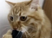 video of cat playing with vacuum cleaner hit