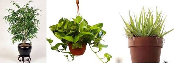  indoor plants that purify air