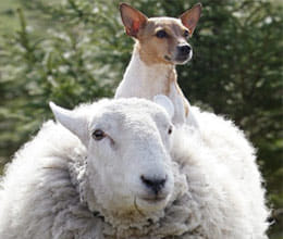 lamo the sheep thinks she is dog