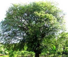 fir lodged against collector for tree