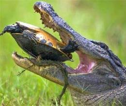 turtle survived 15 minute fight with an alligator