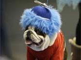 dog show