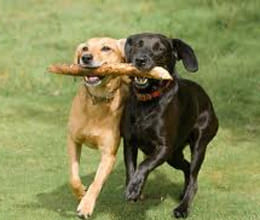 dogs miss their testicles they need Implants