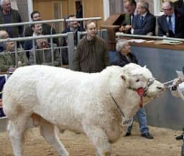 an animal which price lakhs rupees