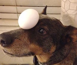 jack the dog balance many things on his head