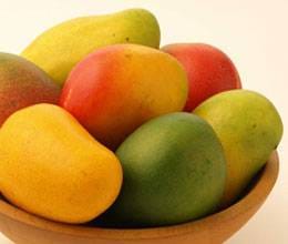 mango fruit on the ghundi insect's attack
